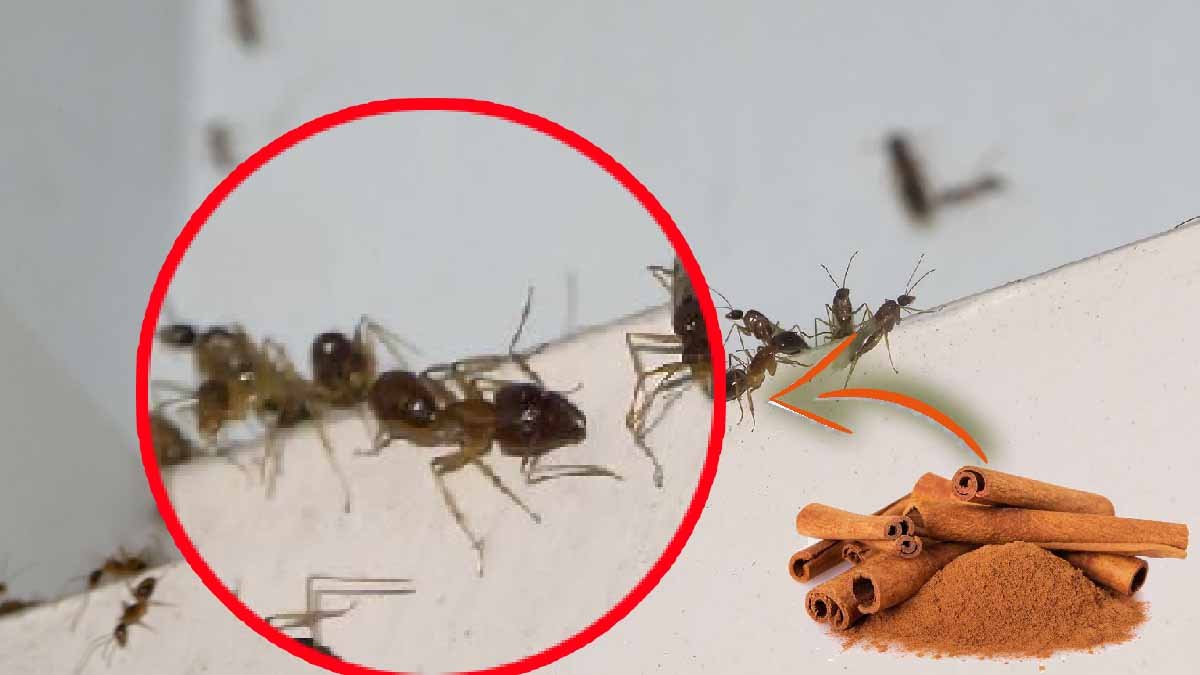 des fourmis dans la cuisine grace a cet ingredient vous pouvez les eloigner en un rien de temps
